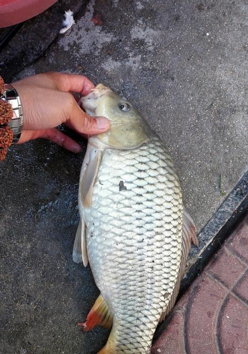 夜间野钓鲤鱼的技巧与方法（探索夜晚的钓鲤乐趣）  第3张