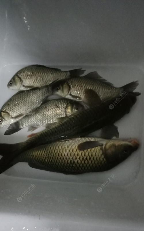 夜晚12点钓鱼的技巧和方法（探索钓鱼的神秘夜晚）  第3张