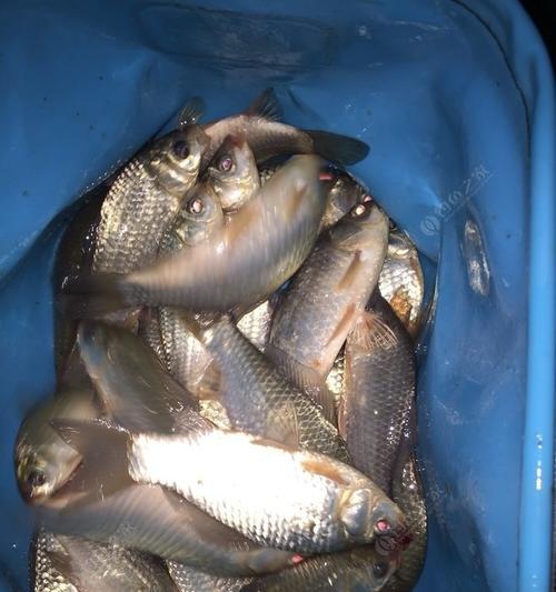 夜晚钓鲤鱼的技巧（挑灯夜战）  第3张