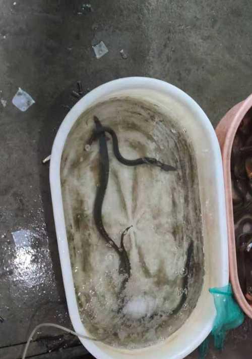 夜晚钓鳗鱼的方法技巧（技巧）  第2张