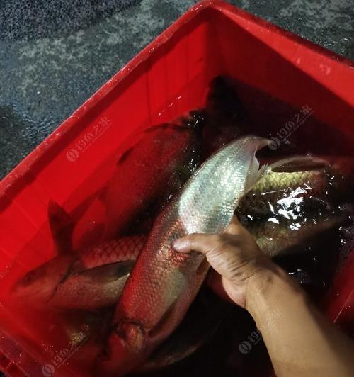 夜晚钓青鱼翘嘴技巧与方法（提升钓青鱼翘嘴成功率的实用技巧）  第1张