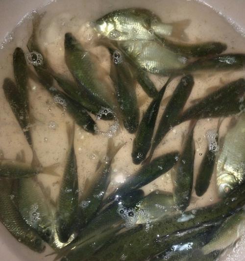 夜晚蚯蚓钓鲫鱼绝密技巧（捕获丰富鲫鱼的高效技术揭秘）  第2张