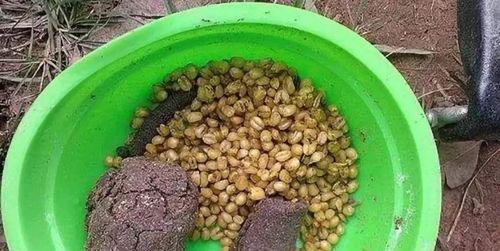 鱼饵计算的技巧与方法（提升钓鱼效果的关键是选择合适的鱼饵）  第1张
