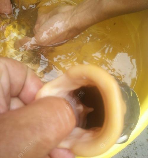 鱼饵的使用方法和技巧（提升钓鱼成功率的关键）  第1张