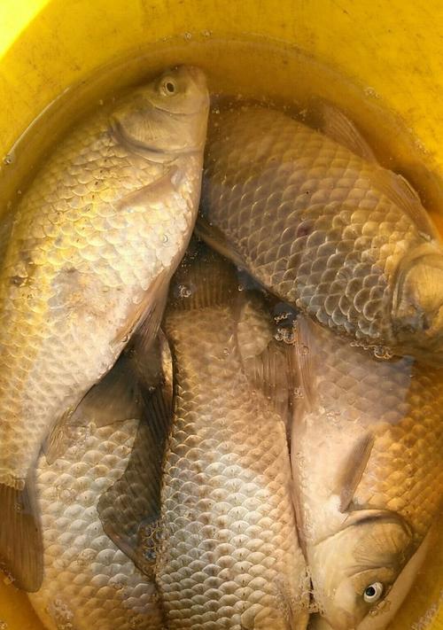 钓鲫鱼的鱼饵使用方法与技巧（小窍门让你轻松钓上大鲫鱼）  第2张