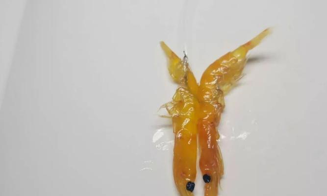 捕鱼技巧大揭秘（以鱼饵挂钩）  第1张