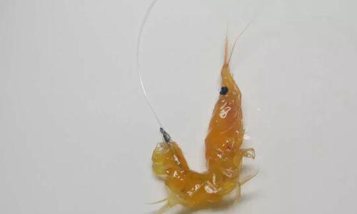 捕鱼技巧大揭秘（以鱼饵挂钩）  第3张