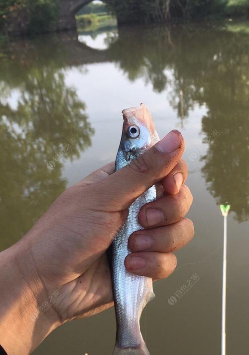 钓浮技巧大揭秘（提高钓浮技巧的秘诀及实操技巧）  第2张