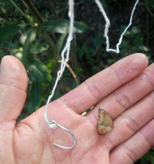 掌握钓鱼技巧，提高钓鱼成功率（教你如何使用鱼钩和相关技巧）  第2张