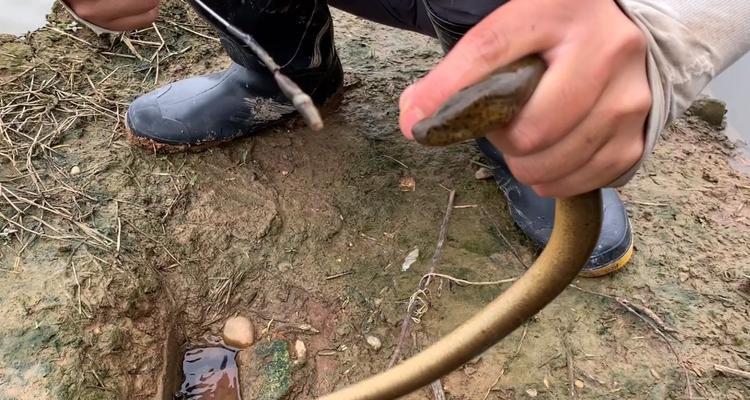 黄鳝钓鱼技巧教程（掌握黄鳝钓鱼的关键技巧）  第1张