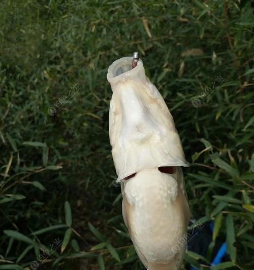 鱼口轻垂钓技巧大揭秘（钓鱼技巧帮您提升钓鱼成功率）  第3张