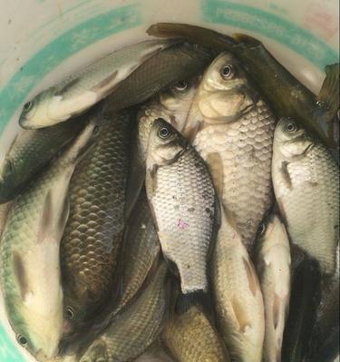 如何利用鱼食成功钓鱼（掌握技巧与方法）  第3张