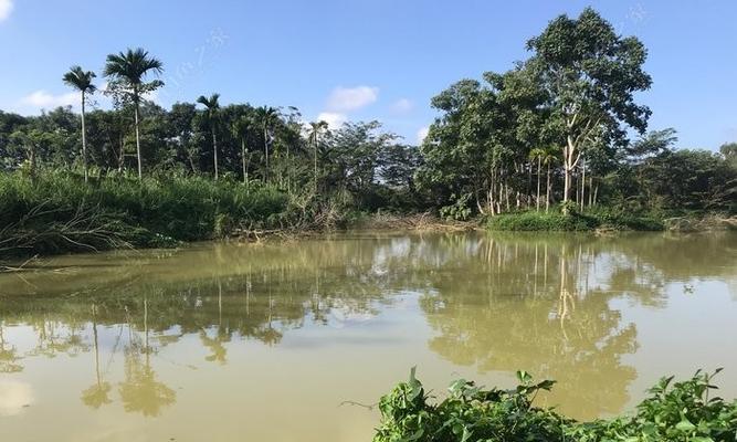 鱼塘撒化肥钓鱼技巧（优化钓鱼效果的实用方法）  第3张