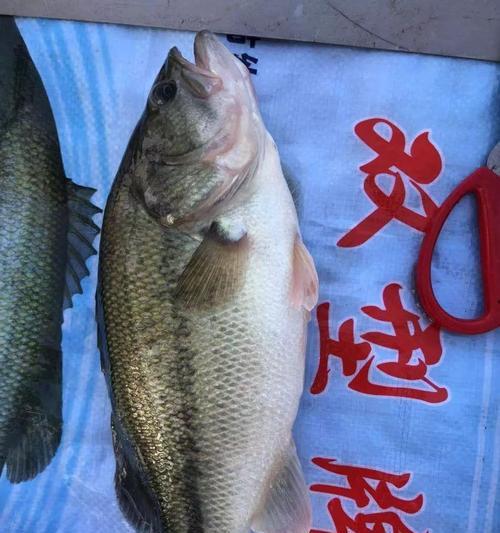 钓鲈鱼技巧大全（掌握鱼塘台钓）  第3张