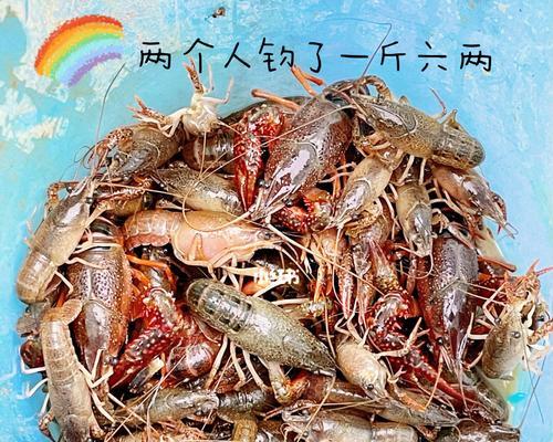 虾钓鱼的技巧（以鱼塘为例）  第2张