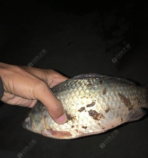 早上开饵料钓鱼技巧（享受早晨）  第2张