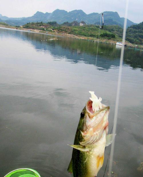 虾钓鱼的方法和技巧（探究虾钓鱼的有效手法）  第2张