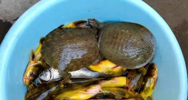 增江野钓黄骨鱼技巧大揭秘（掌握增江黄骨鱼钓技）  第3张
