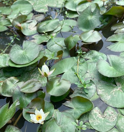 摘荷花钓鱼技巧大揭秘（钓鱼高手教你如何以摘荷花钓鱼）  第1张
