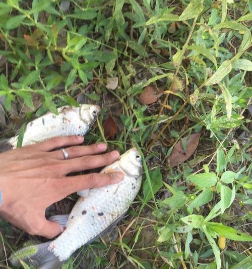 粘粉钓鲫鱼技巧（提高钓鲫鱼的效果）  第3张