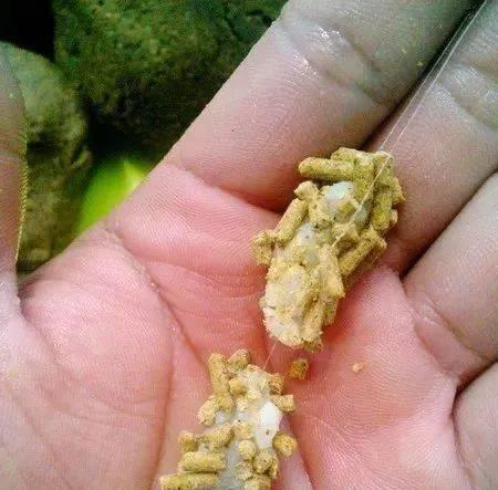 粘麻团钓鱼技巧（提升钓鱼成功率的关键技巧）  第2张