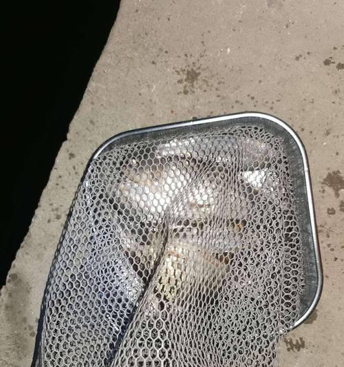 长江走水钓鱼技巧（探秘长江钓鱼之道）  第1张