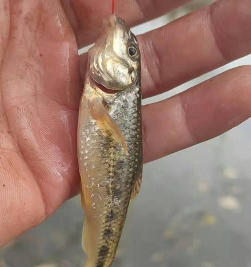 长江走水钓鱼技巧（探秘长江钓鱼之道）  第3张