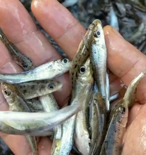 长江走水钓鱼技巧（探秘长江钓鱼之道）  第2张