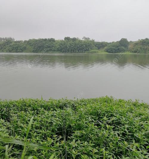 杂草缠身，妙手钓鱼（钓鱼高手的秘密技巧与经验分享）  第2张