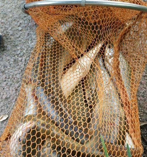 长沙钓鱼技巧教程（钓鱼爱好者必备的技巧和经验分享）  第3张