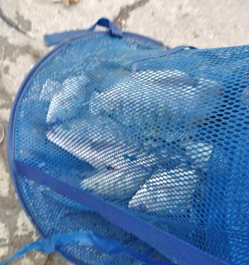 涨潮钓鱼饵料技巧（掌握关键点提升钓鱼效果）  第2张