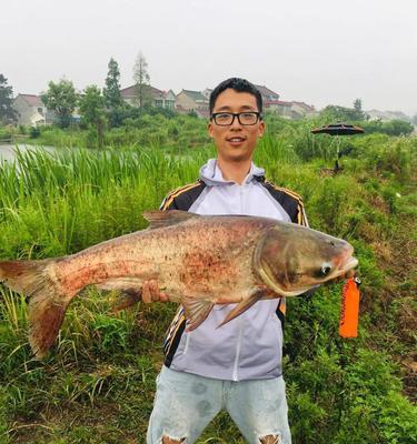 掌握七种垂钓鲢鳙技巧，成为钓鱼高手（学会这七种技巧）  第2张