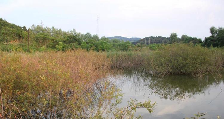 攻克障碍区钓鱼的最佳方法与技巧（探索钓鱼的绝佳技巧）  第1张