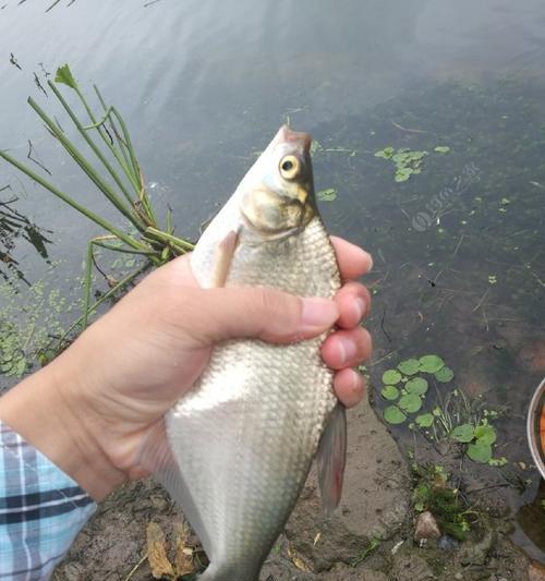 垂钓鳊鱼的三点技巧（掌握这些技巧）  第2张
