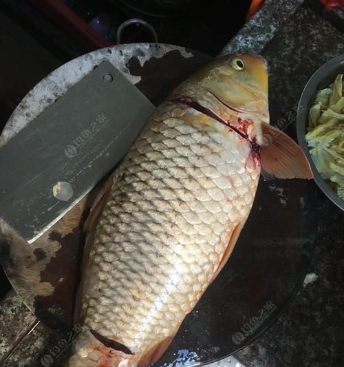 钓鲮鱼技巧大揭秘（轻松享受钓鱼乐趣）  第3张