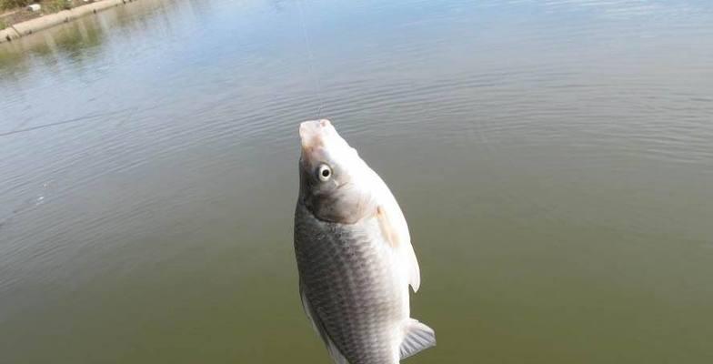 浙江钓鱼技巧教程（掌握浙江水域钓鱼的技巧和心得）  第1张