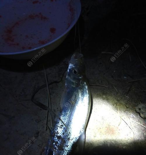 夜钓野河在9至20度的气温下应该注意哪些技巧和方法？  第3张