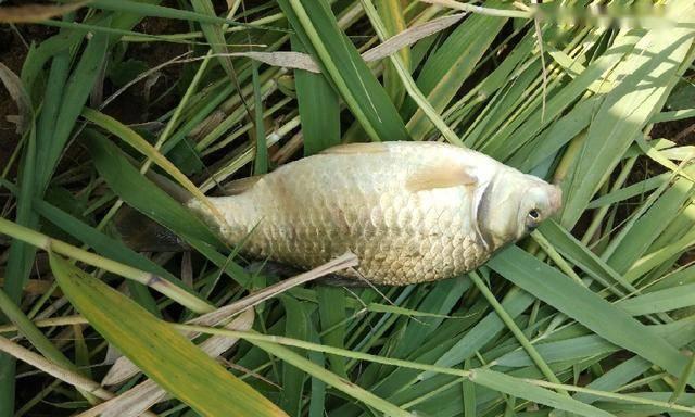 岸边草洞钓黄鳝技巧和方法是什么？如何提高钓黄鳝的效率？  第3张
