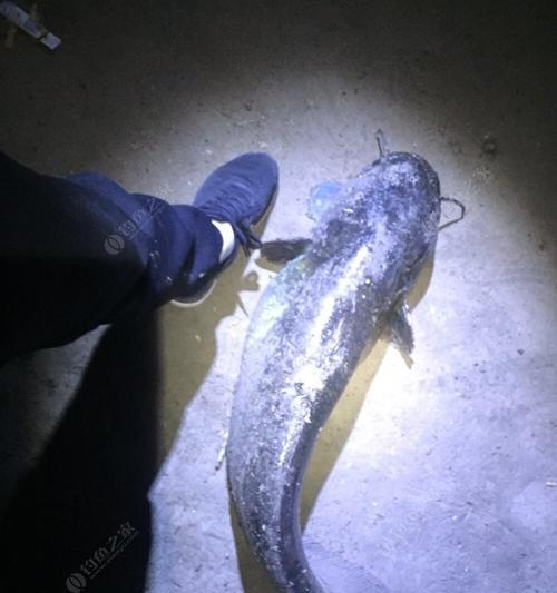 岸边钓巨大鲶鱼技巧有哪些？如何提高钓到大鲶鱼的几率？  第1张