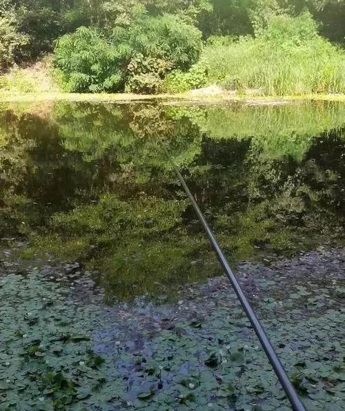 岸边杂草多钓鱼技巧是什么？如何应对杂草多的钓鱼环境？  第3张