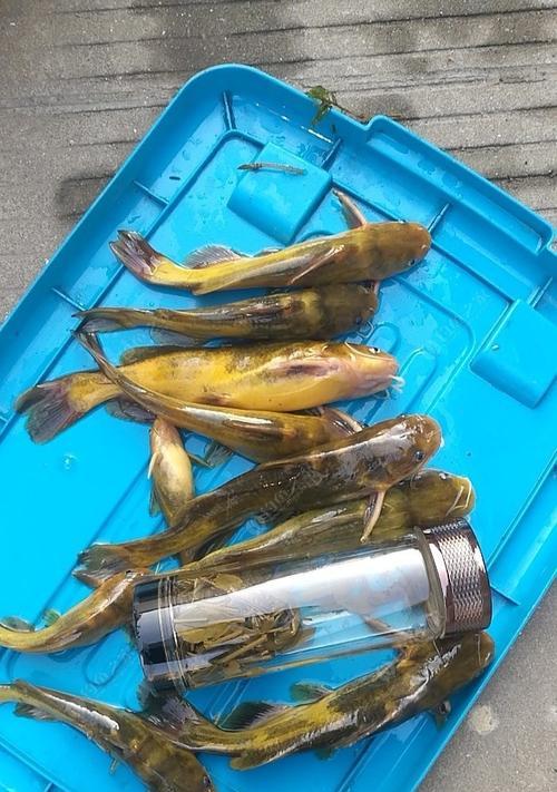 岸筏钓昂刺鱼技巧有哪些？如何提高钓昂刺鱼的成功率？  第2张