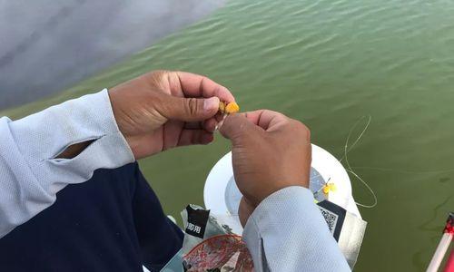 岸上钓鱼有哪些技巧？如何提高岸钓的成功率？  第1张