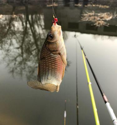 岸滩钓鲤鱼技巧有哪些？如何提高岸滩钓鲤鱼的成功率？  第2张