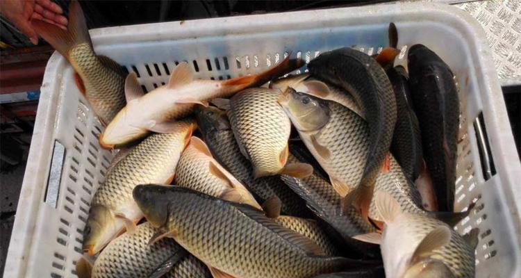 岸滩钓鲤鱼技巧有哪些？如何提高岸滩钓鲤鱼的成功率？  第1张