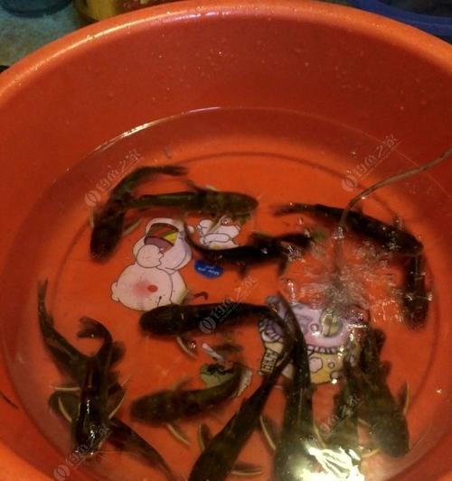 昂刺鱼钓鱼技巧有哪些？如何提高钓昂刺鱼的成功率？  第1张