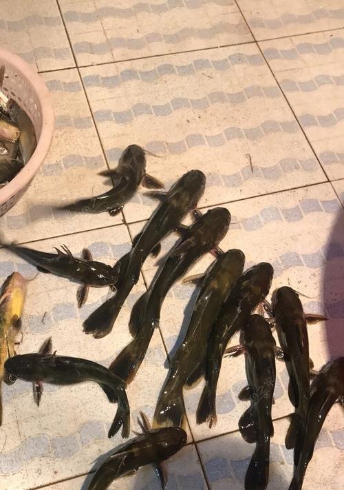 昂刺鱼钓鱼技巧有哪些？如何提高钓昂刺鱼的成功率？  第3张