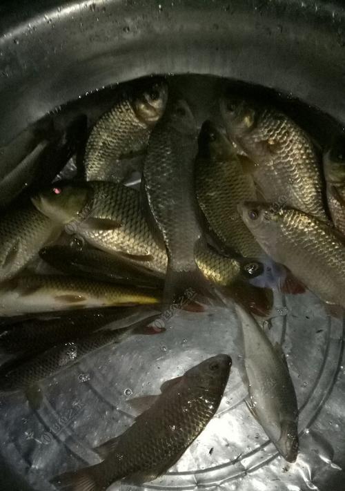 巴茅河钓鱼技巧有哪些？如何提高钓鱼成功率？  第1张