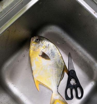 如何提高白鲳鱼钓鱼的成功率？掌握哪些技巧可以钓到更多白鲳鱼？  第3张