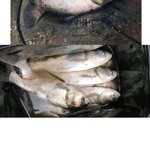 白鲢鱼钓法技巧野钓有哪些？如何提高野钓白鲢鱼的效率？  第3张