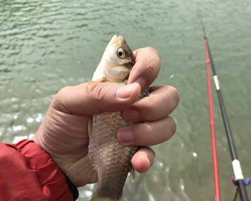 白龙湖垂钓技巧有哪些？如何提高钓鱼成功率？  第1张